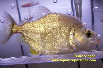 Brandtii Piranha 5"-6" (Serrasalmus Brandtii)