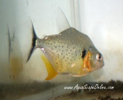 Eigenmanni Piranha Brazil 5-6" (Serra. Eigenmanni)