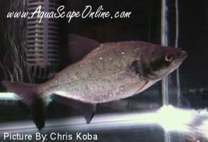 Elongatus black mask 4" (Serrasalmus Elongatus)