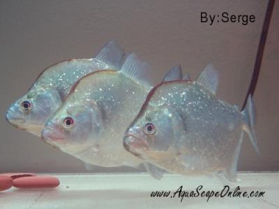 Violet Line Piranha 5" (Serrasalmus Geryi)