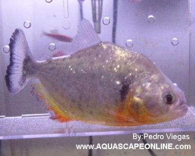 Medinai Piranha (true) 2" (Serrasalmus Medinai)