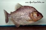 Black Diamond Piranha 10" (Serrasalmus Rombeus)