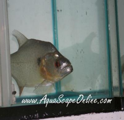 Black Piranha Xingu River 3"-4"