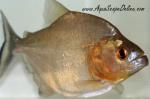 Black Piranha 5" "Guyana"(Serrasalmus Rhombeus)