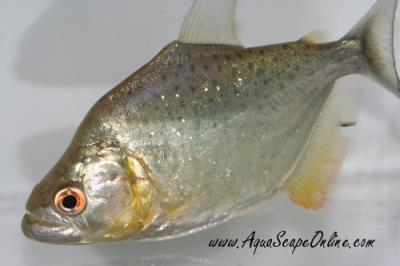 Gold Diamond Piranha 3.5"  (Serrasalmus Rhombeus)