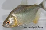 Gold Diamond Piranha 3.5"  (Serrasalmus Rhombeus)