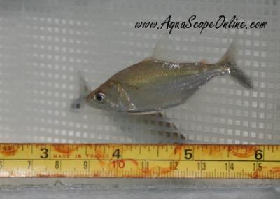 Elongatus Piranha 1"-2" (Serrasalmus Elongatus)