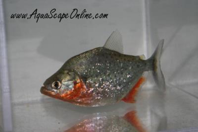 Red Spilo 3"-3.5" (Serrasalmus Sanchezi)