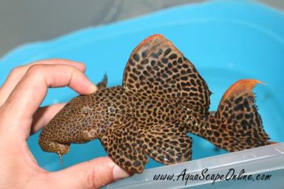 Leopardus Pleco L-600 6"-7" (Pseudacanthicus leopardus