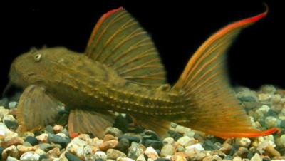 L-24 Red fin Cactus Pleco 4.5"-5" (Pseudacanthicus sp.)