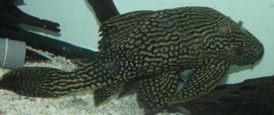 Royal Pleco L-190 10" (Panaque nigrolineatus)