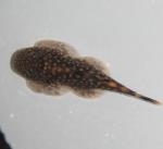 Stingrary Pleco 2" (Gastromyzon borneensis)