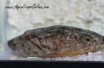 4" Hairy Puffer (Tetraodon baileyi)