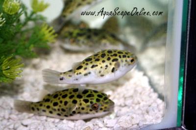 Spotted Puffer 2" (Tetraodon nigroviridis)
