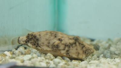 Miurius Puffer 3.5" (RED) (Tetradon Miurus)