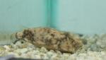 Miurius Puffer 3.5" (RED) (Tetradon Miurus)