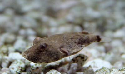 Miurius Puffer 2" (Tetradon Miurus)