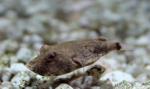 Miurius Puffer 2" (Tetradon Miurus)