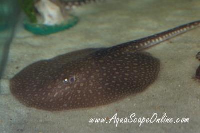 Antenna Stingray 7"-8" (Plesiotrygon Iwamae)