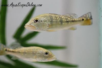 Peacock Bass Azul 2.5"-3" (Cichla Piquiti)
