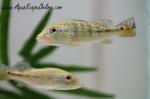 Peacock Bass Azul 2.5"-3" (Cichla Piquiti)