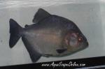 Black Piranha 14"-15" Peru (Serrasalmus Rhombeus)