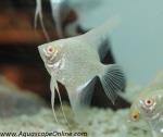 Albino Diamond Angel 3"-4" (Pterophyllum sp.)