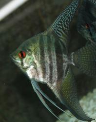 Red Eye Black Lace Angel (Pterophyllum sp)3"