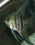 Red Eye Black Lace Angel (Pterophyllum sp)3"