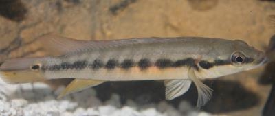 Crenicichla Acutirostris 3"