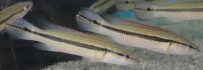 Striped Pike  4"-5" (Crenicichla strigata)