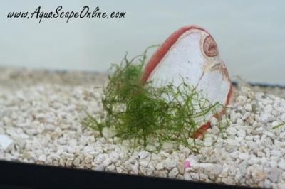 Java Moss (Portion)