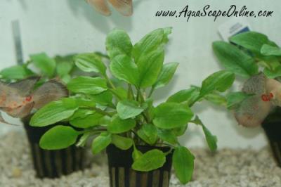 Green Wendtii (Cryptocoryne Wendtii)