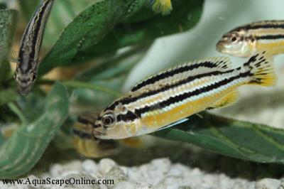 Auratus Cichlid 2" (Melanochromis Auratus)