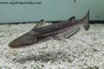 Jaguar Dolphin Catfish 8"-9" (Ageneiosus marmoratus)
