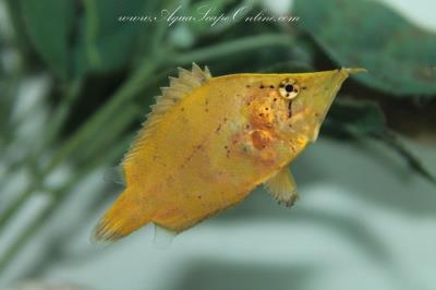 Leaf Fish 2" (Monocirrhus Polyacanthus)