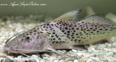Bolt Catfish 6.5"-7" (Aguarunichthys torosus)