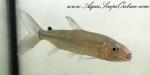African Tiger Fish 3-5"-4" (Hydrocynus Goliath)
