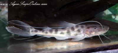 Piraiba Catfish 3-4" (Brachyplatystoma filamentosum)