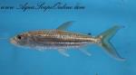 African Tiger Fish 6"-7" (Hydrocynus Vittatus)