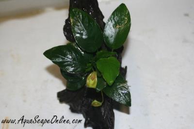 Anubias Nana on Driftwood