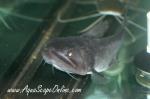 Gulper Catfish 4"-5" (Asterophysus batrachus)