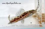 Marble Sailfin Catfish 2"-3" (Leiarius pictus)