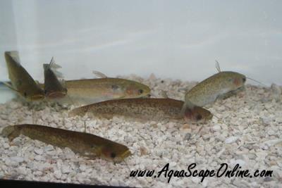 Ompok Catfish 5" (Ompok bimaculatus)