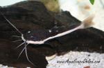 RedTail Catfish 2"-3" (Phractocephalus hemioliopterus)