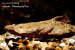 Frogmouth Catfish 5" (Chaca chaca)