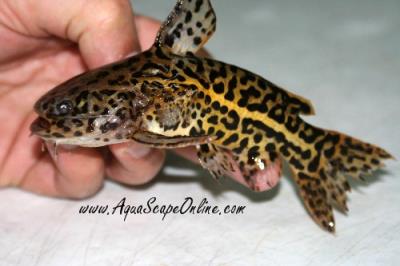 Jaguar Catfish 4"-6" (Liosomadoras oncinus)