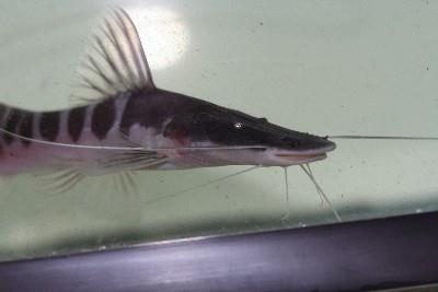 Tigrinus Catfish 2"-3" (Merodontotus Tigrinus)