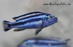 Johanni Cichlid 2" (Melanochromis johanni)