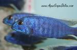 Electric Blue Peacock 5" (Haplochromis ahli)